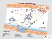 Primary Hemostasis