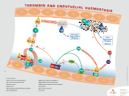 Thrombin & Endothelial Hemostasis Focus