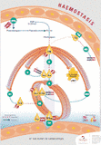 Hemostasis